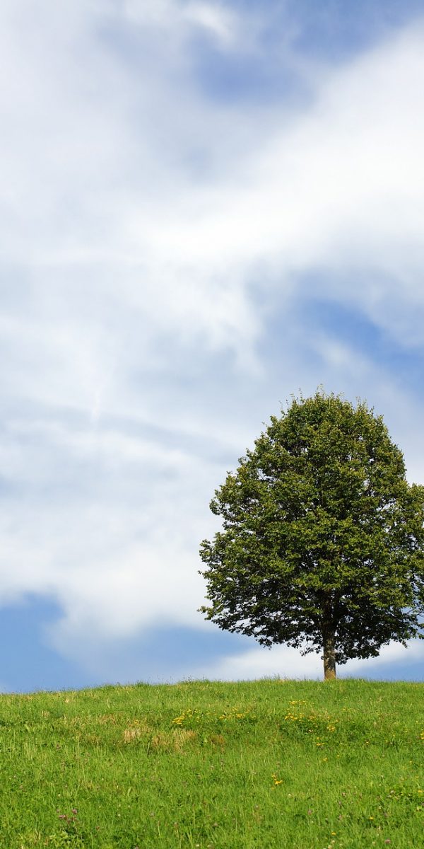 tree, lonely, meadow-106096.jpg